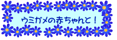 ウミガメの赤ちゃんと！